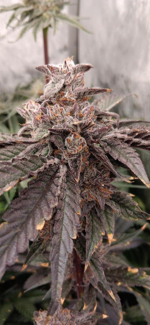 Chicken N Wafflez. Week 13