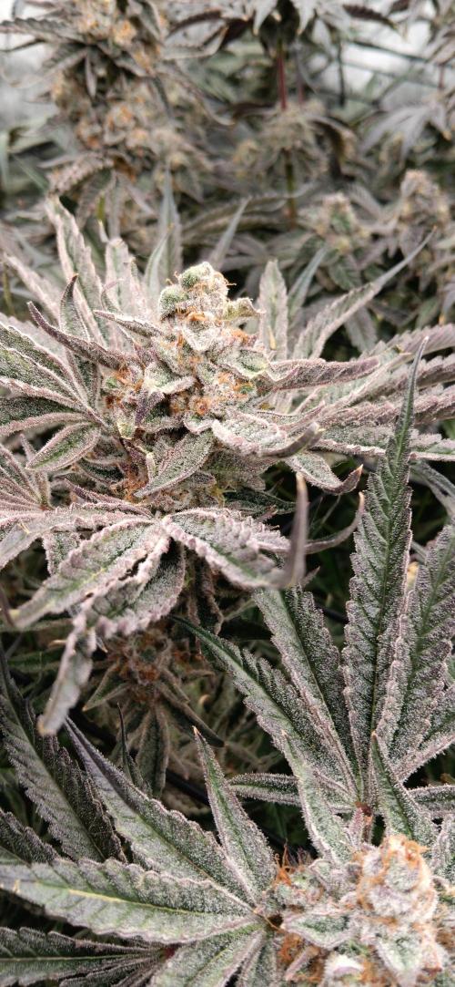 Chicken N Wafflez. Week 13