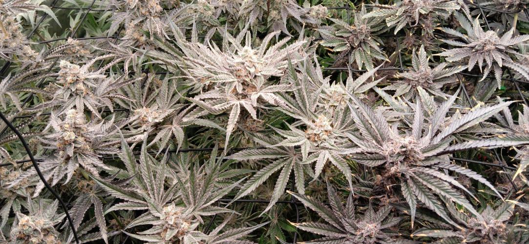 Chicken N Wafflez. Week 13