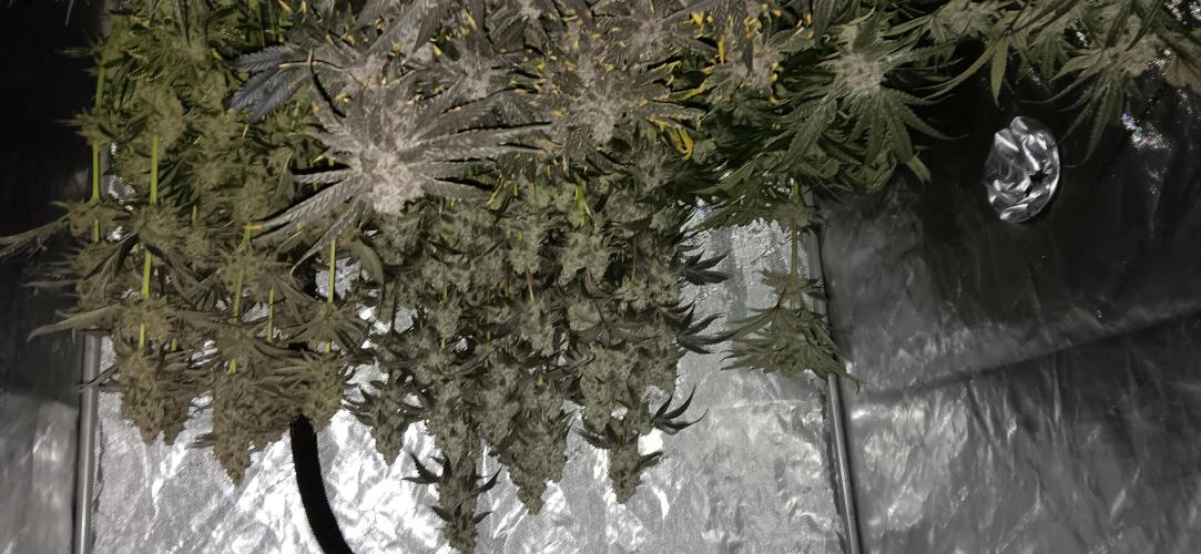 Chicken N Wafflez. Week 14