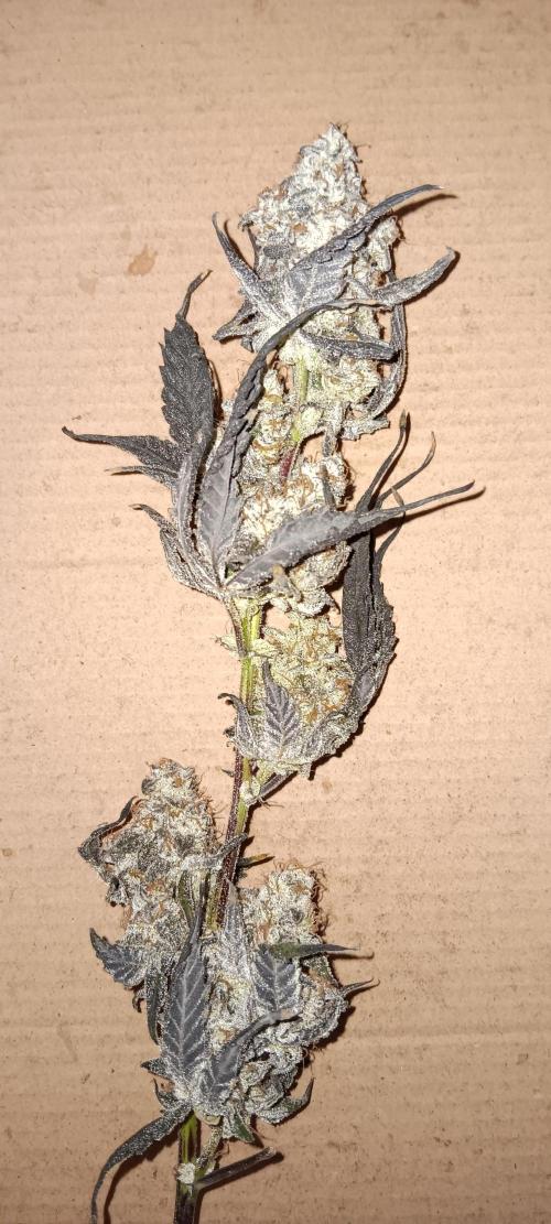 Chicken N Wafflez. Week 14