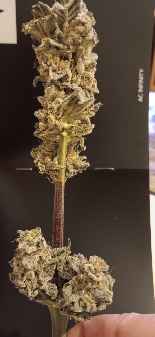 Chicken N Wafflez. Week 14