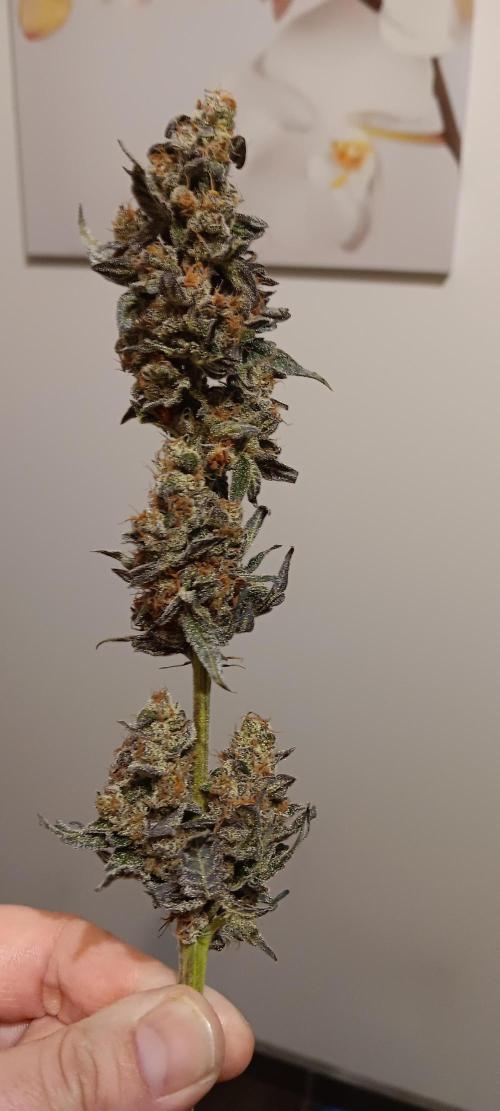 Chicken N Wafflez. Week 14