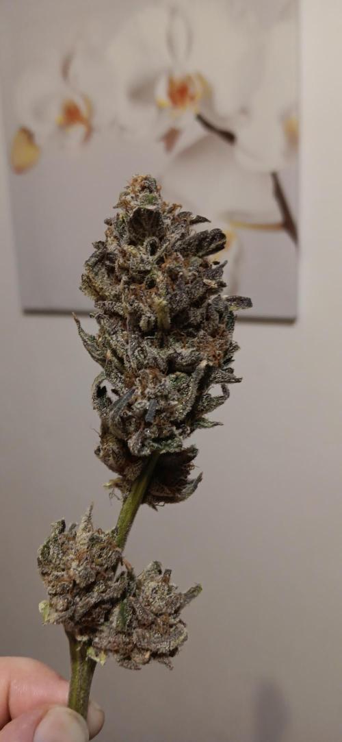 Chicken N Wafflez. Week 14