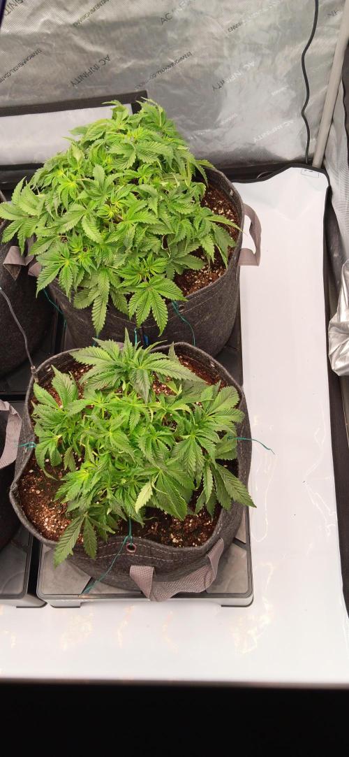 Orange. Week 7 - po defoliaci