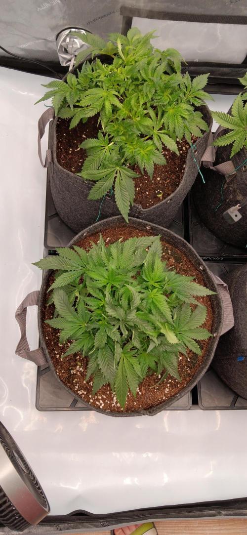 Orange. Week 7 - po defoliaci
