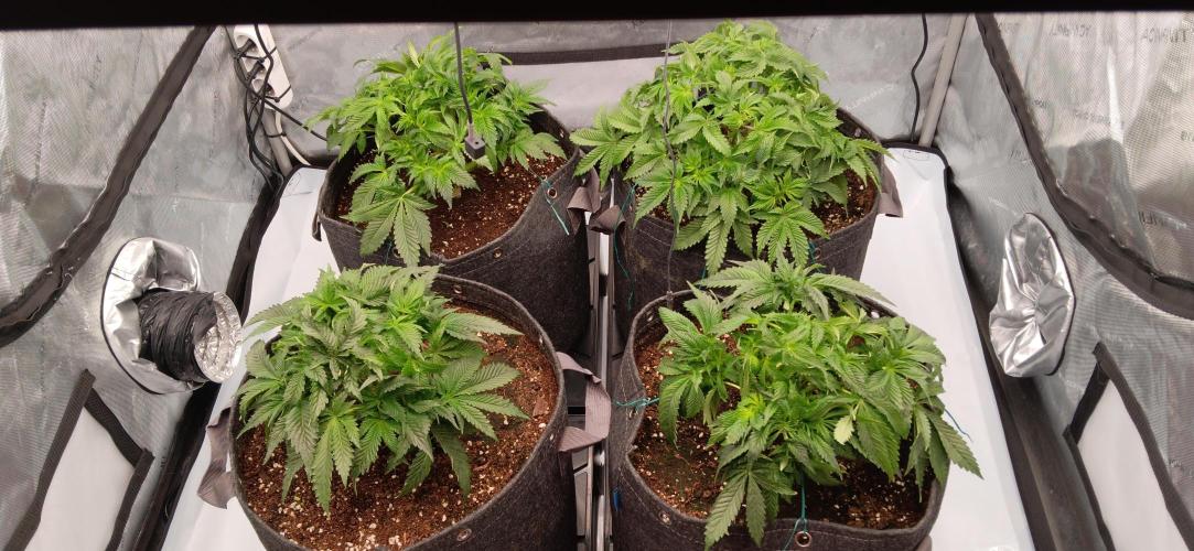Orange. Week 7 - po defoliaci
