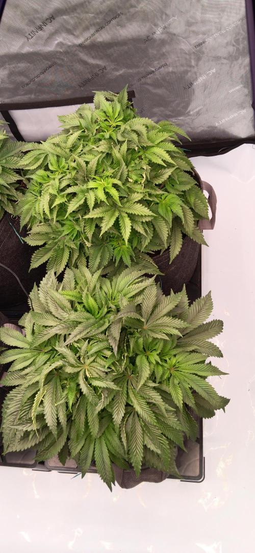 Orange. Week 7 - 6. den po defoliaci