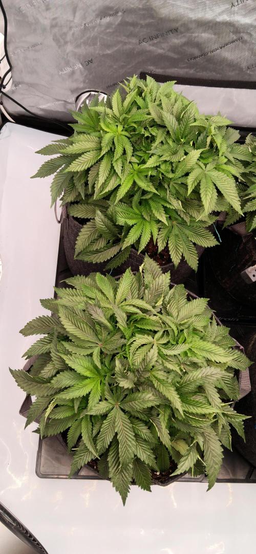 Orange. Week 7 - 6. den po defoliaci 