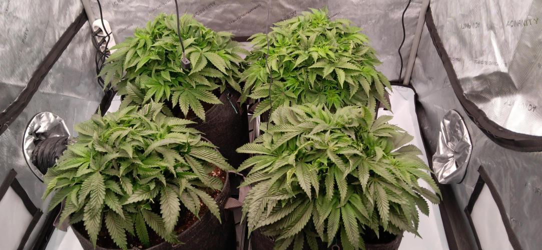 Orange. Week 7 - 6. den po defoliaci