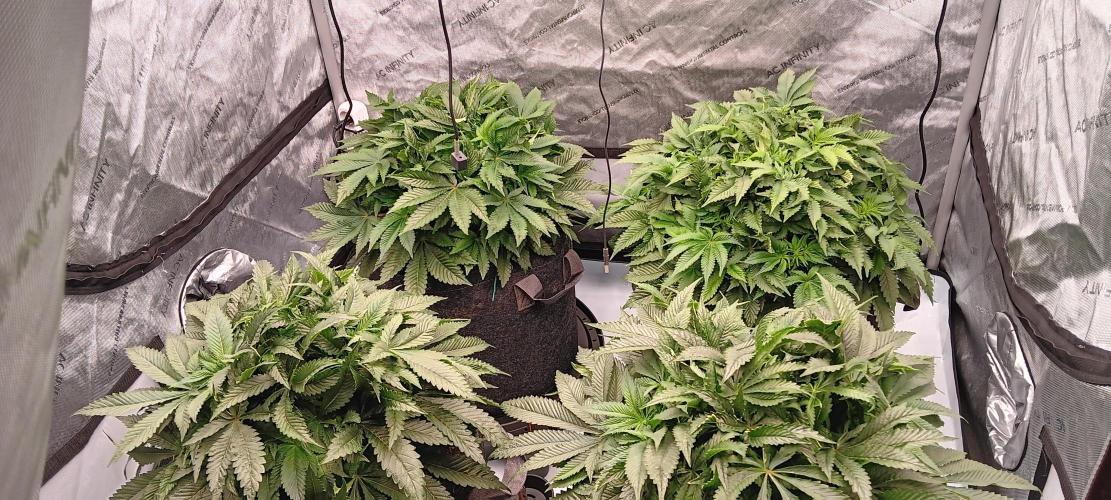 Orange. Week 8