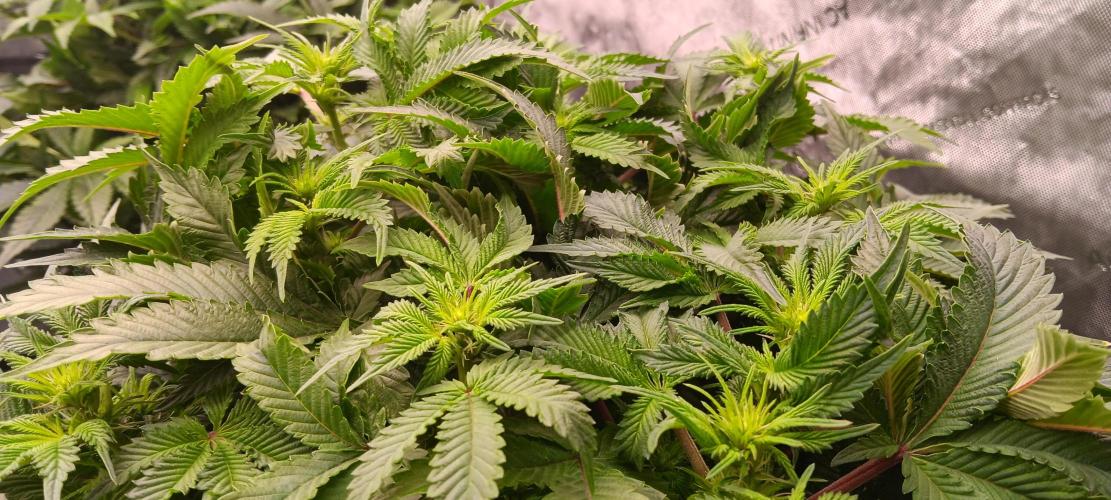 Orange. Week 9
