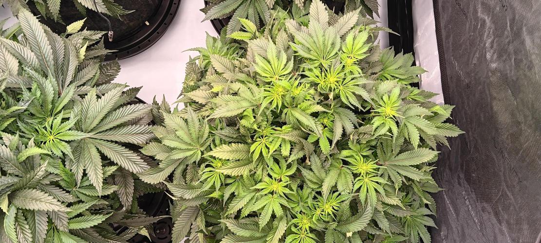 Orange. Week 9