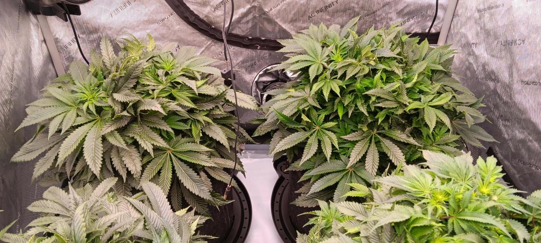 Orange. Week 9