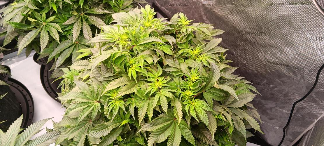 Orange. Week 9