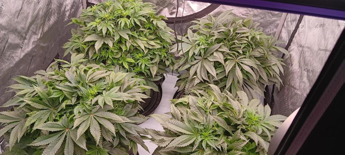 Orange. Week 9