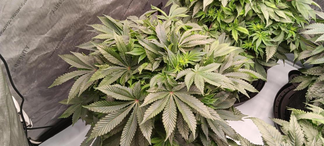 Orange. Week 9