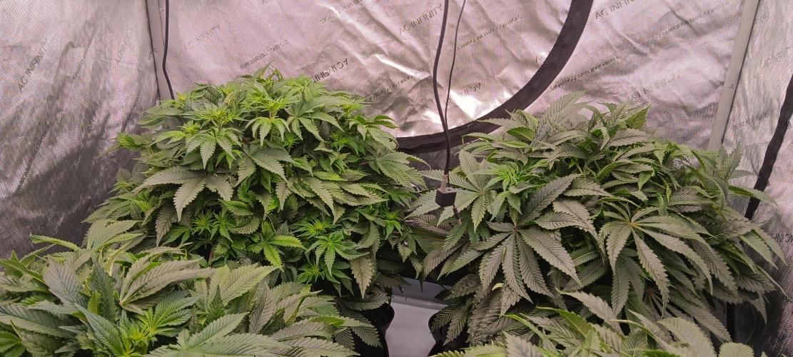 Orange. Week 9