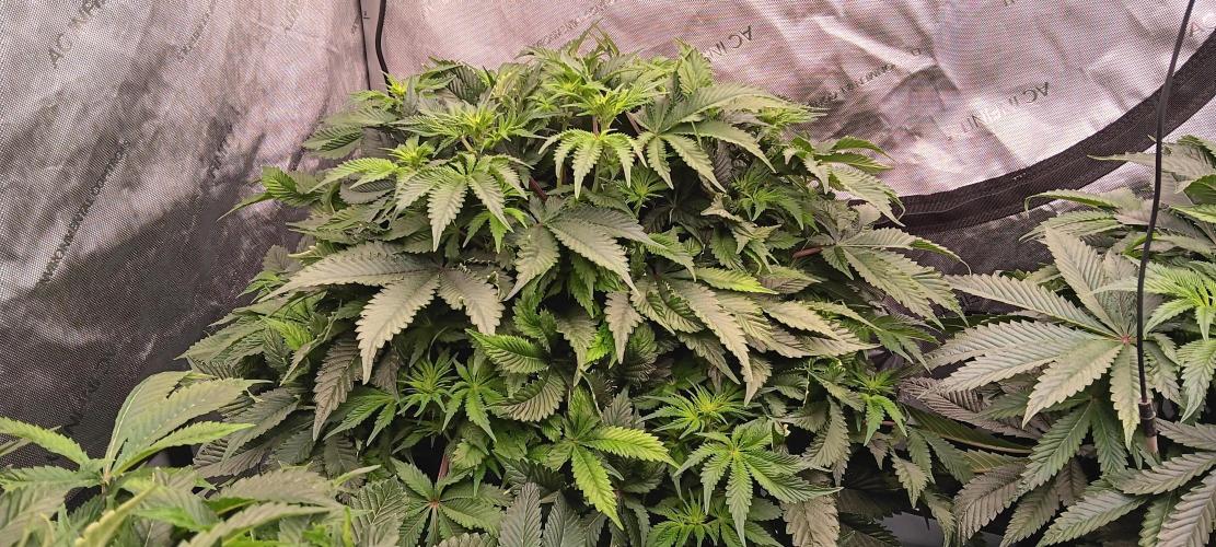 Orange. Week 9