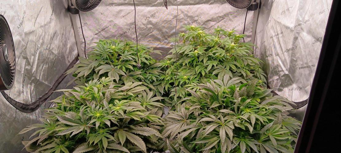 Orange. Week 10