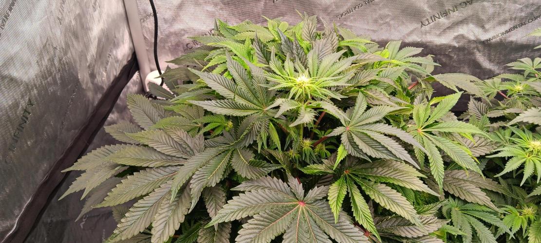 Orange. Week 10