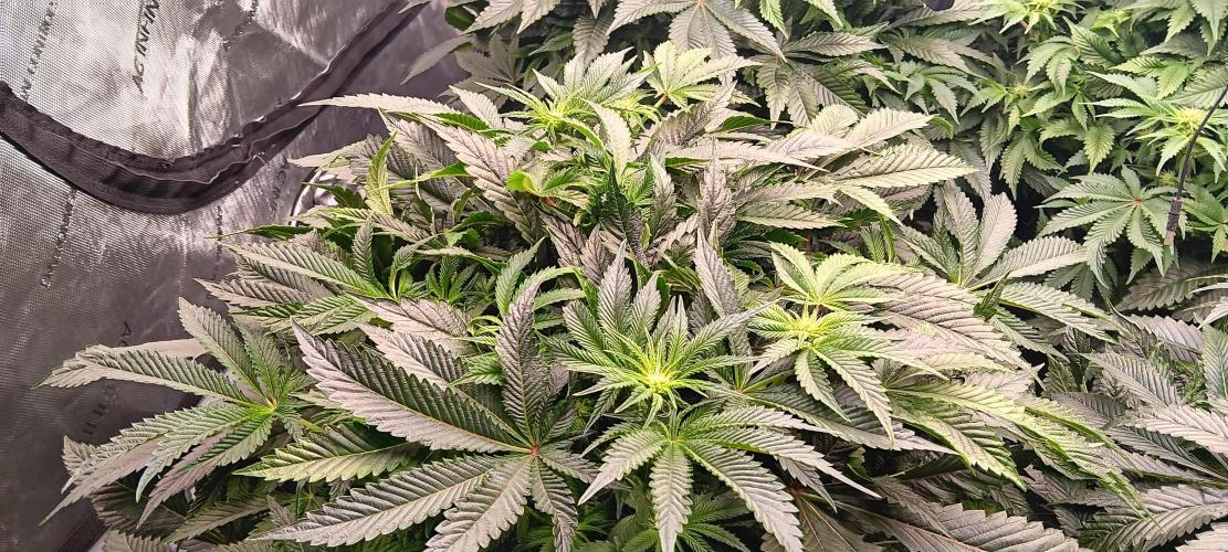 Orange. Week 10
