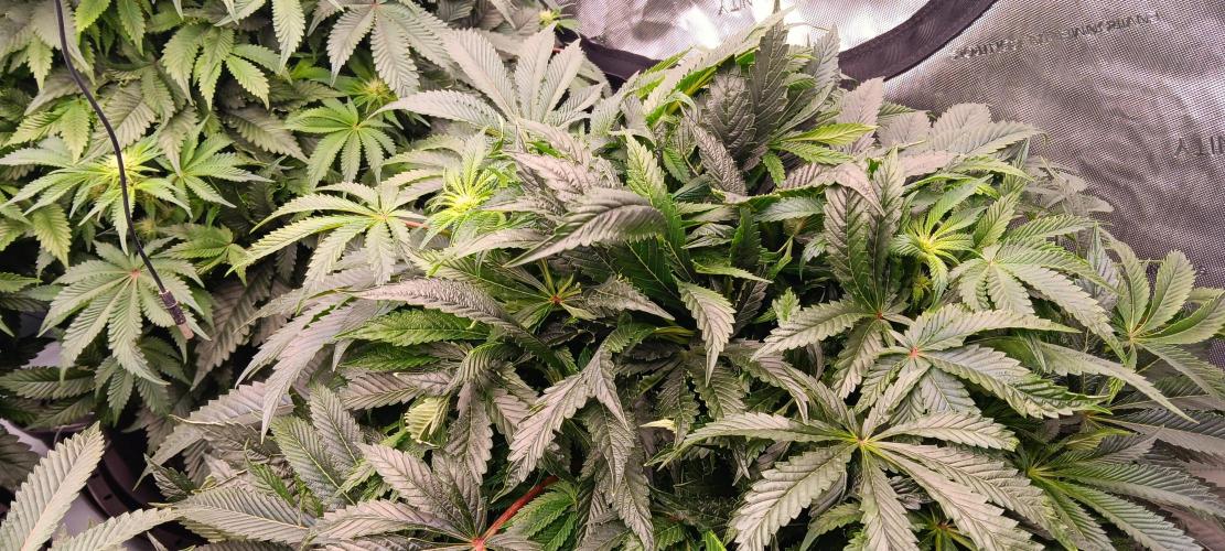 Orange. Week 10