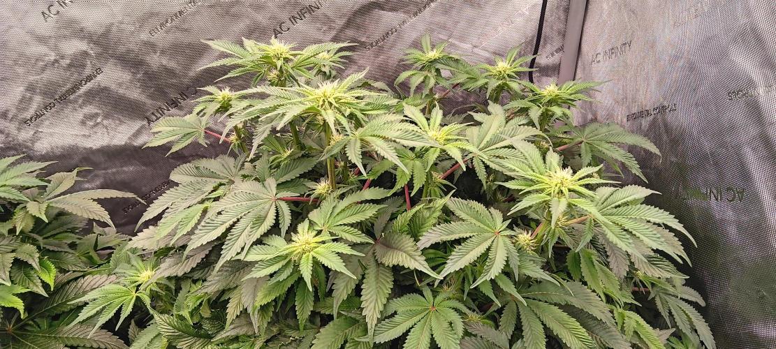 Orange. Week 10