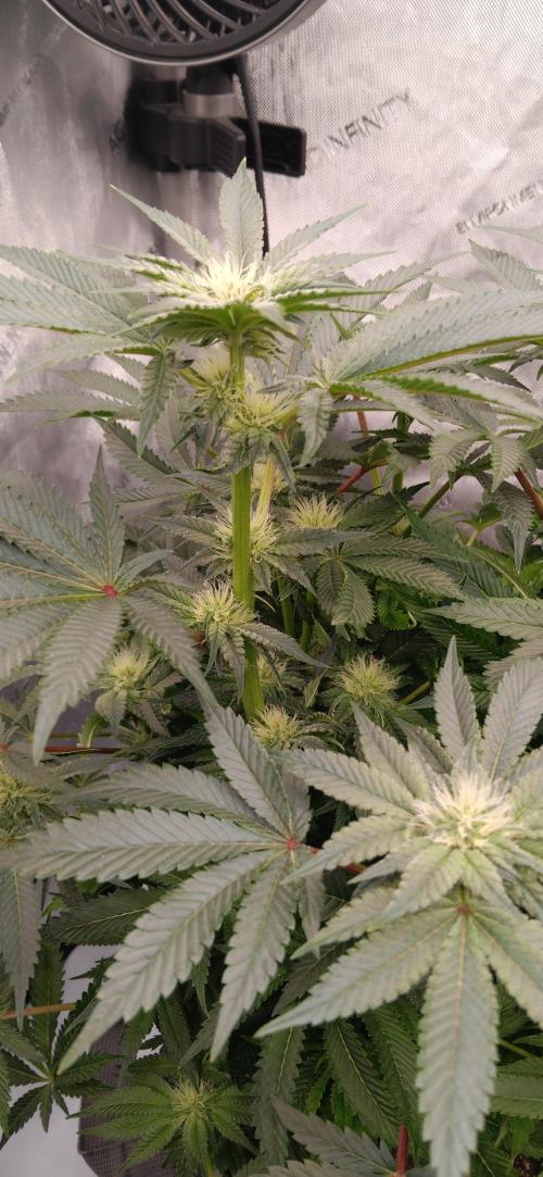 Orange. Week 11