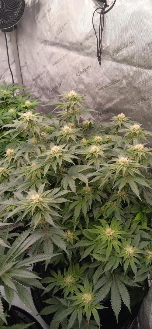 Orange. Week 11