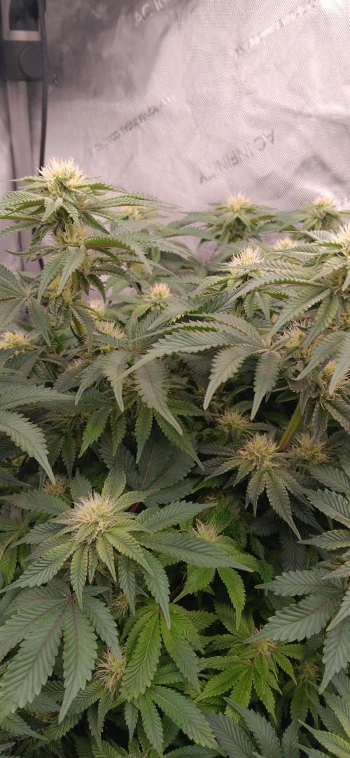 Orange. Week 11