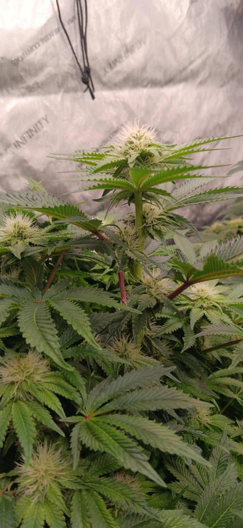 Orange. Week 11
