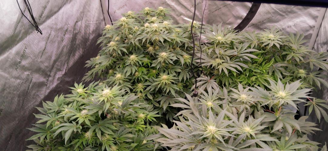 Orange. Week 11