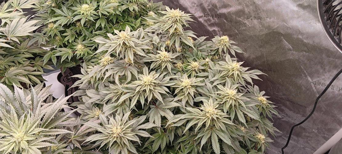Orange. Week 12
