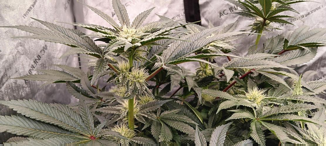 Orange. Week 12