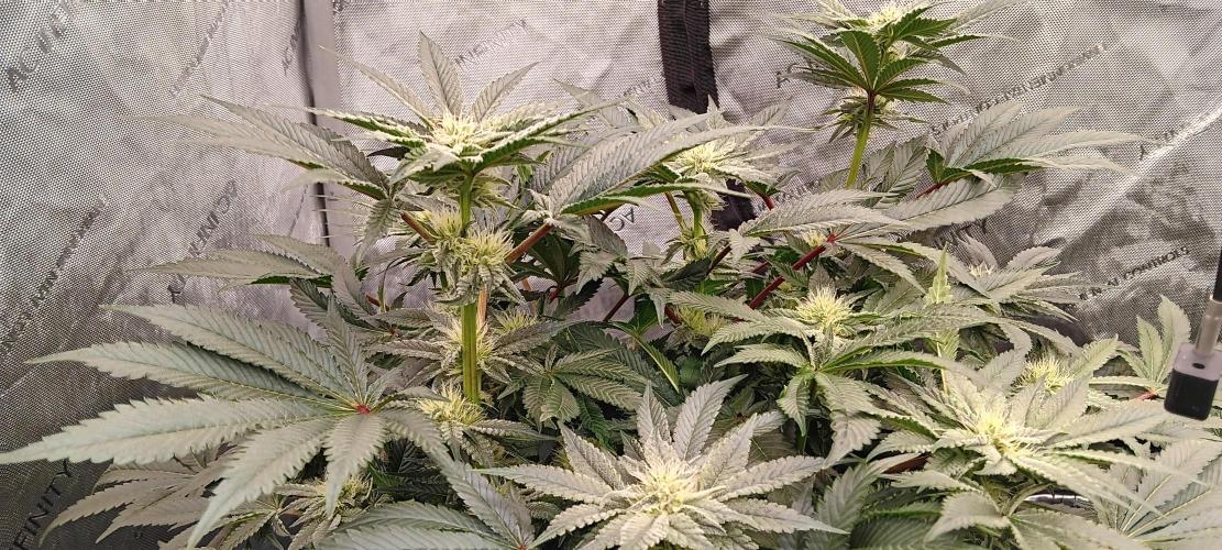 Orange. Week 12