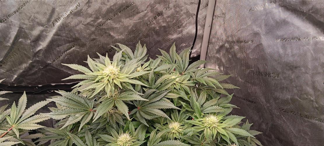 Orange. Week 12