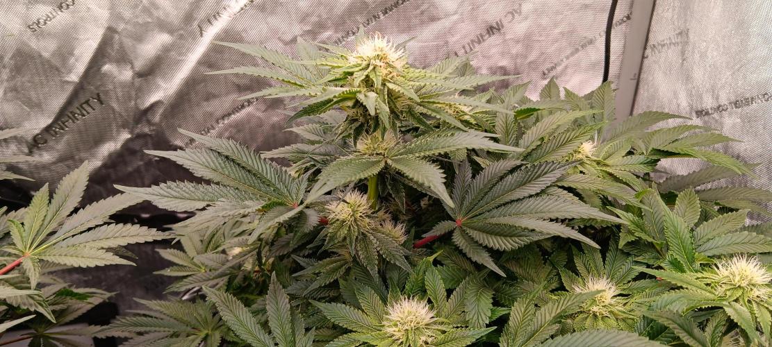 Orange. Week 12