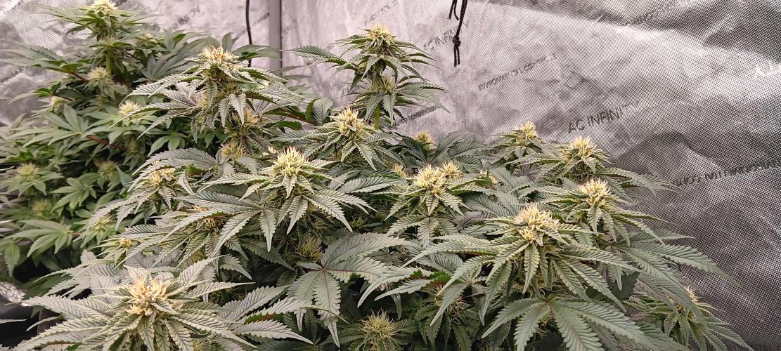 Orange. Week 12
