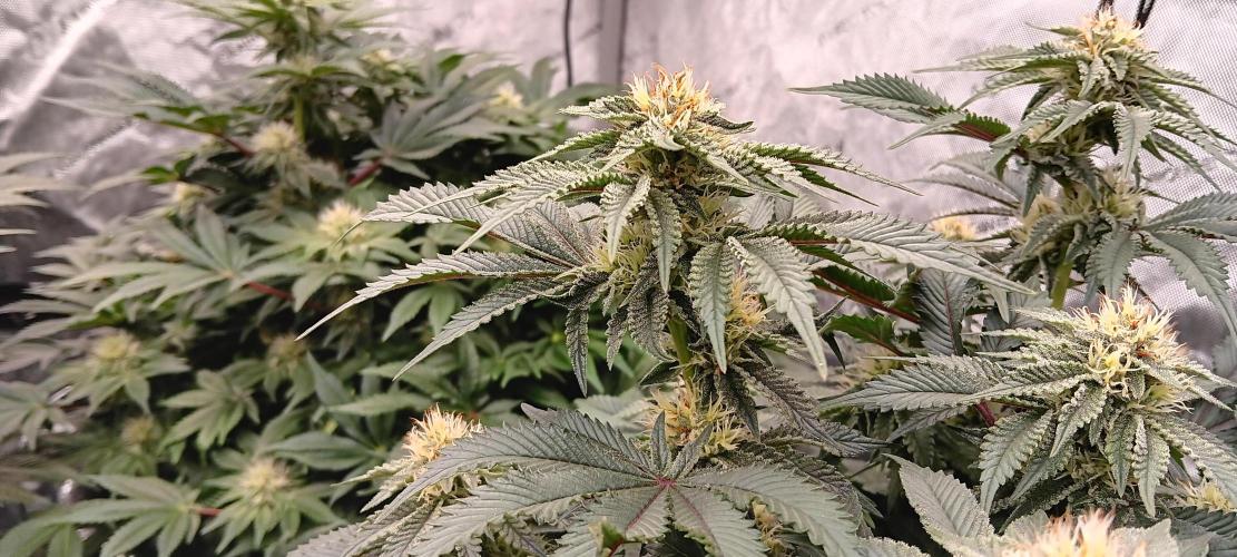 Orange. Week 12