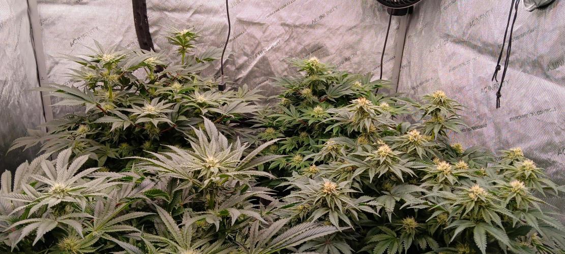 Orange. Week 12