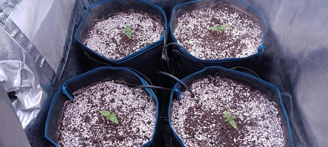 Mangozteen / Living soil / Autopot. Week 1