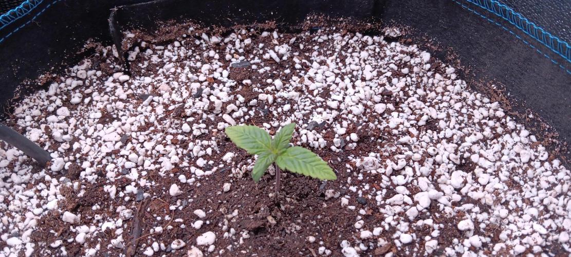 Mangozteen / Living soil / Autopot. Week 1
