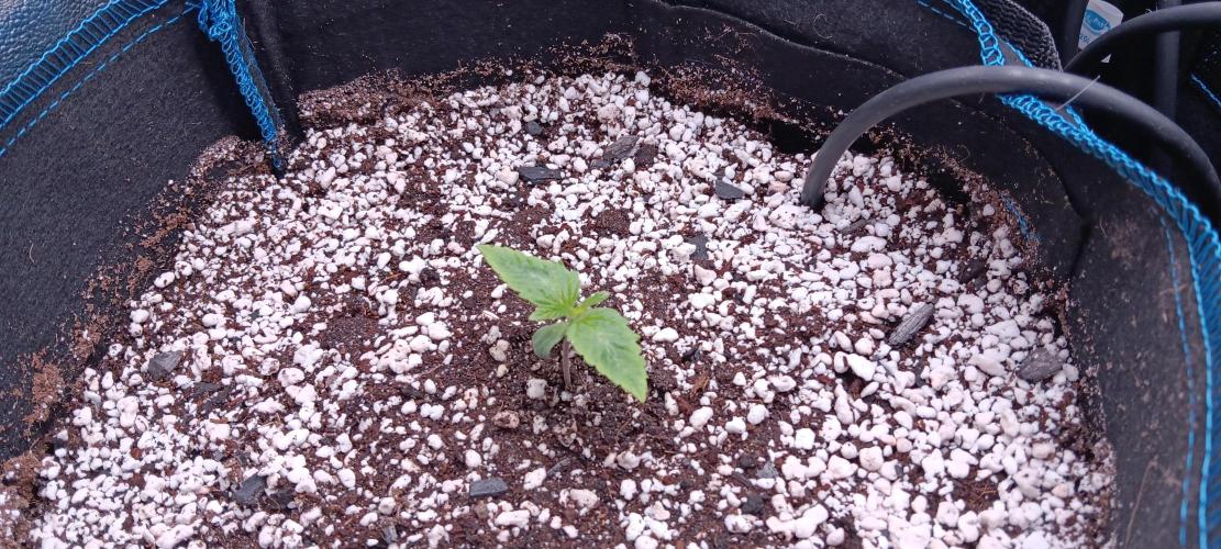 Mangozteen / Living soil / Autopot. Week 1