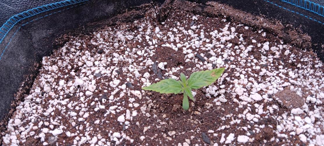 Mangozteen / Living soil / Autopot. Week 1