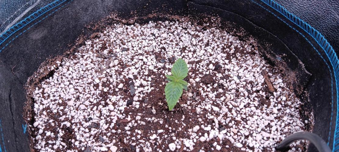Mangozteen / Living soil / Autopot. Week 1