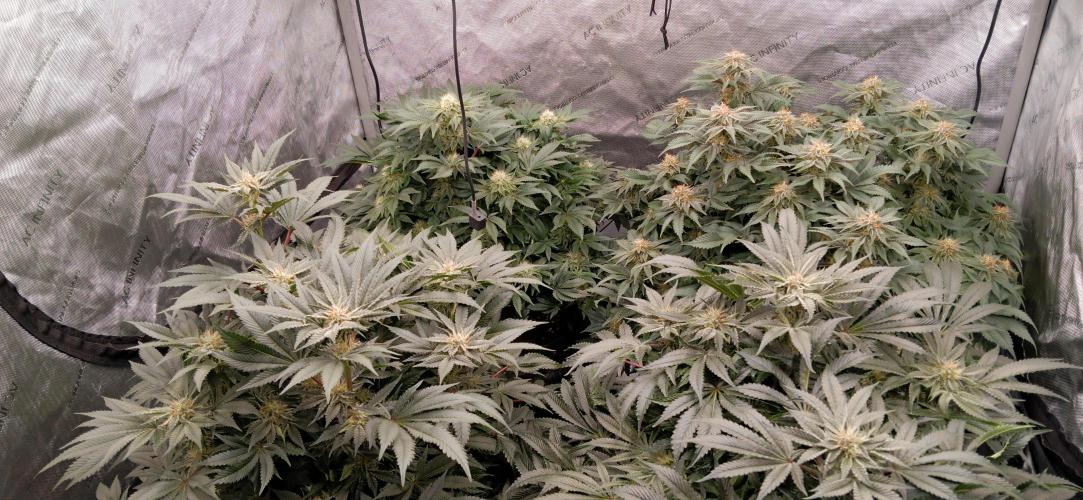 Orange. Week 13