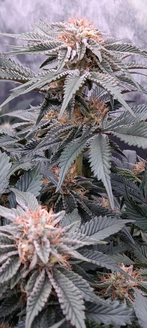 Orange. Week 13