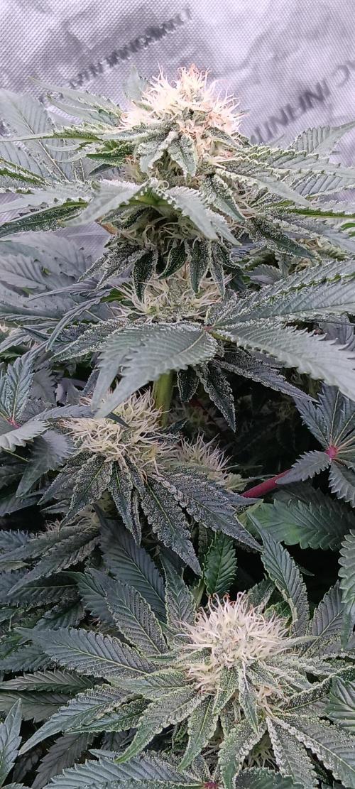 Orange. Week 13