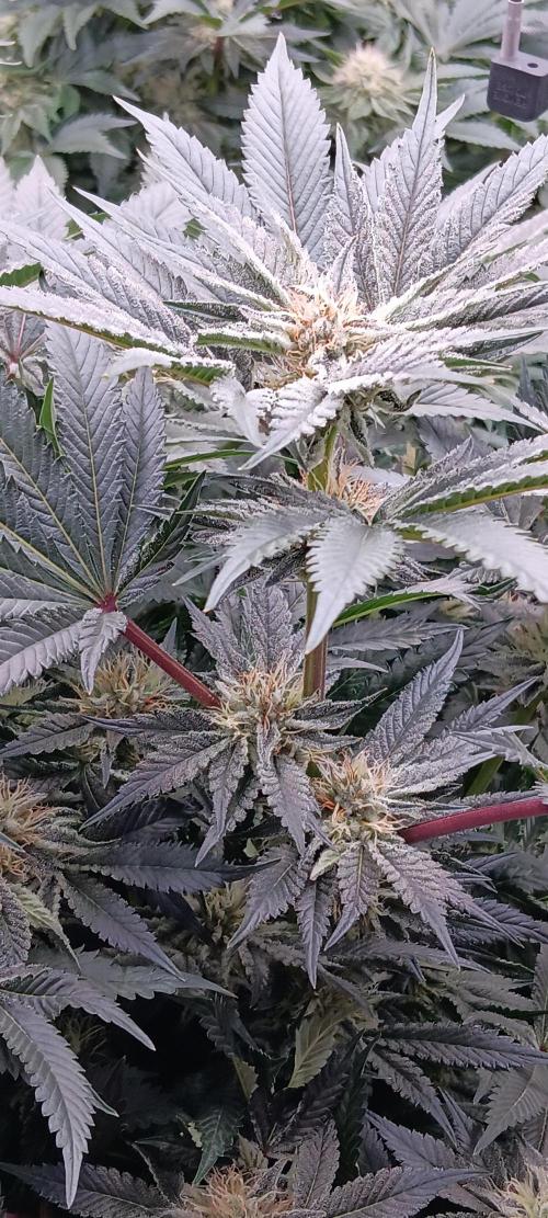 Orange. Week 13